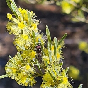 Melangyna sp. (genus) (Hover Fly) at Yarralumla, ACT - 24 Jul 2025 by galah681