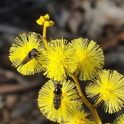 Melangyna sp. (genus) (Hover Fly) at Yarralumla, ACT - 14 Aug 2025 by galah681