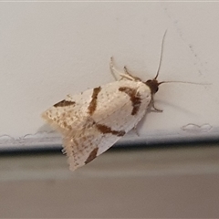 Fuscicepsana fuscicepsana (A Tortricid moth) by Aussiegall