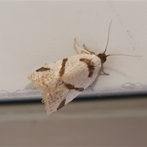 Fuscicepsana fuscicepsana (A Tortricid moth) by Aussiegall