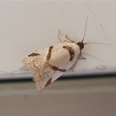 Fuscicepsana fuscicepsana (A Tortricid moth) at  - suppressed by Aussiegall