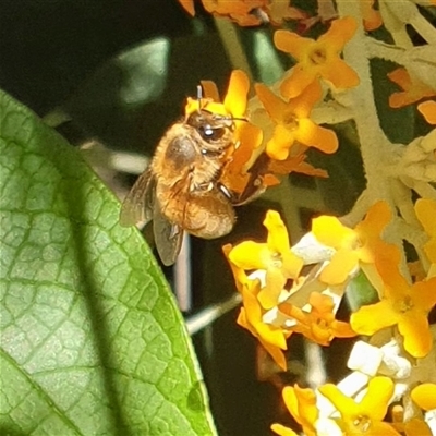Apis mellifera at  - suppressed by MazzV