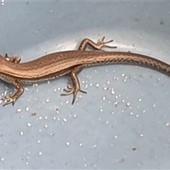 Unverified Skink by MazzV