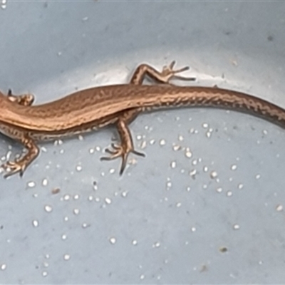 Unverified Skink at  - suppressed by MazzV
