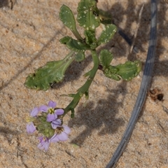 Cakile maritima (Sea Rocket) at Wallagoot, NSW - 31 Aug 2025 by AlisonMilton
