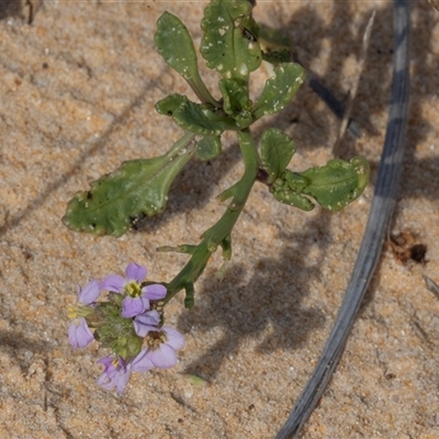 Cakile maritima (Sea Rocket) at Wallagoot, NSW - 31 Aug 2025 by AlisonMilton