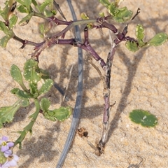 Cakile maritima at Wallagoot, NSW - 31 Aug 2025 12:28 PM
