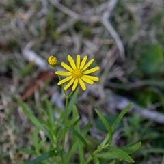 Senecio madagascariensis (Madagascan Fireweed, Fireweed) at Wallagoot, NSW - 31 Aug 2025 by AlisonMilton