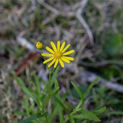 Senecio madagascariensis (Madagascan Fireweed, Fireweed) at Wallagoot, NSW - 31 Aug 2025 by AlisonMilton