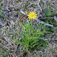 Senecio madagascariensis at Wallagoot, NSW - 31 Aug 2025 12:59 PM
