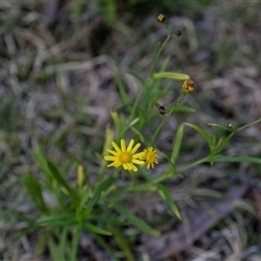 Senecio madagascariensis at Wallagoot, NSW - 31 Aug 2025 12:59 PM