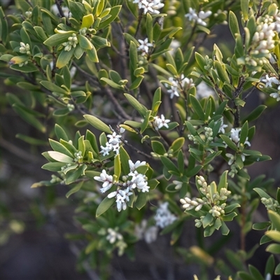 Leucopogon parviflorus (Coast Beard Heath) at Wallagoot, NSW - 31 Aug 2025 by AlisonMilton
