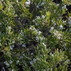 Leucopogon parviflorus at Wallagoot, NSW - 31 Aug 2025 12:31 PM