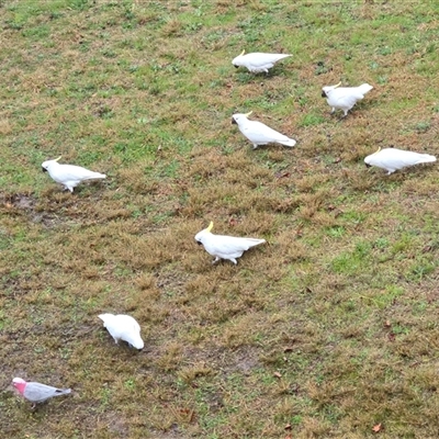 Cacatua galerita (Sulphur-crested Cockatoo) at Isaacs, ACT - 10 Sep 2025 by Mike