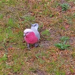 Eolophus roseicapilla (Galah) at Isaacs, ACT - 10 Sep 2025 by Mike