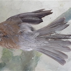 Colluricincla harmonica (Grey Shrikethrush) at Copmanhurst, NSW - 25 May 2025 by MazzV