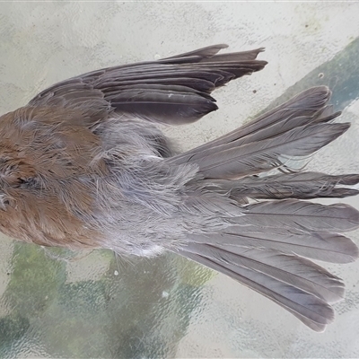 Colluricincla harmonica (Grey Shrikethrush) at Copmanhurst, NSW - 25 May 2025 by MazzV