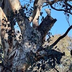 Callocephalon fimbriatum (Gang-gang Cockatoo) at Jerrabomberra, NSW - 9 Sep 2025 by Melmc