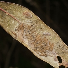 Uraba lugens (Gumleaf Skeletonizer) at Freshwater Creek, VIC - 7 Sep 2025 by WendyEM