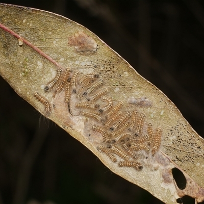 Uraba lugens (Gumleaf Skeletonizer) at Freshwater Creek, VIC - 7 Sep 2025 by WendyEM