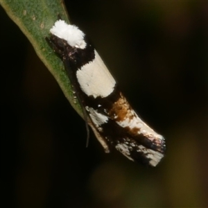 Monopis icterogastra (Wool Moth) at Freshwater Creek, VIC - 7 Sep 2025 by WendyEM