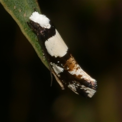Monopis icterogastra (Wool Moth) at Freshwater Creek, VIC - 7 Sep 2025 by WendyEM