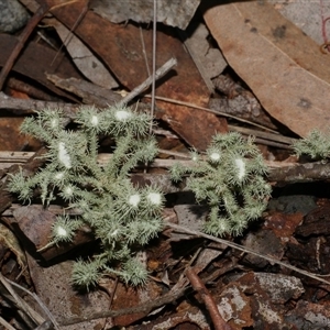 Usnea scabrida at Gherang, VIC - 5 Sep 2025 by WendyEM