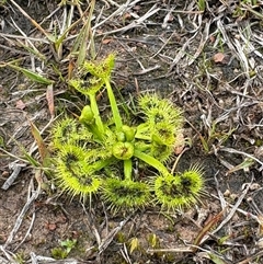 Drosera (genus) (A Sundew) at Yarralumla, ACT - 7 Sep 2025 by LeahColebrook