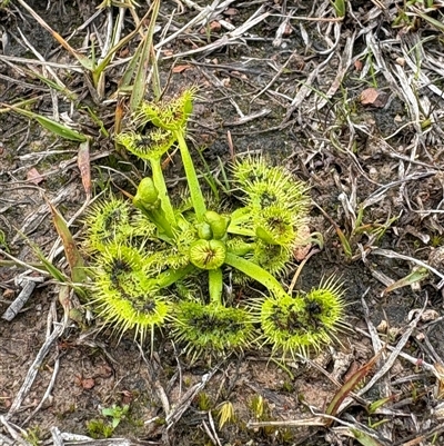 Drosera (genus) (A Sundew) at Yarralumla, ACT - 7 Sep 2025 by LeahColebrook