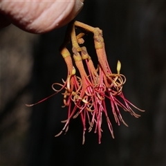 Amyema pendula subsp. pendula at Gherang, VIC - 5 Sep 2025 by WendyEM