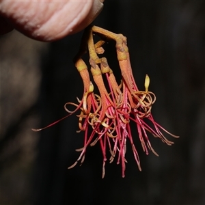 Amyema pendula subsp. pendula at Gherang, VIC - 5 Sep 2025 by WendyEM