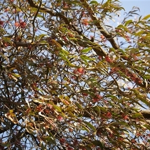 Amyema pendula subsp. pendula at Gherang, VIC - 5 Sep 2025 by WendyEM