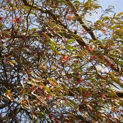 Amyema pendula subsp. pendula at Gherang, VIC - 5 Sep 2025 by WendyEM