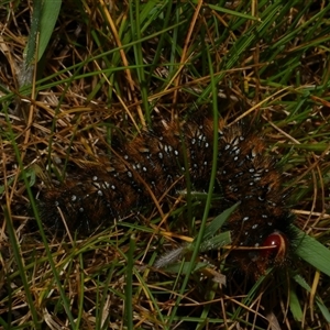Anthela (genus) immature at Freshwater Creek, VIC - 7 Sep 2025 05:34 PM