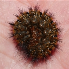 Anthela (genus) immature at Freshwater Creek, VIC - 7 Sep 2025 05:34 PM