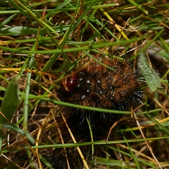 Anthela (genus) immature at Freshwater Creek, VIC - 7 Sep 2025 05:34 PM