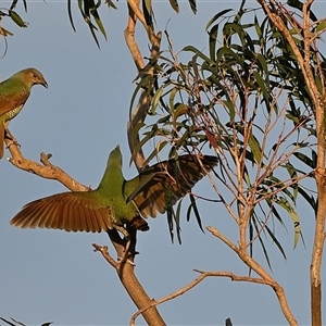 Ptilonorhynchus violaceus (Satin Bowerbird) at Tahmoor, NSW - 7 Sep 2025 by Freebird
