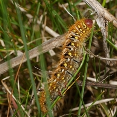 Pterolocera (genus) (Antheliid moth) at Freshwater Creek, VIC - 7 Sep 2025 by WendyEM