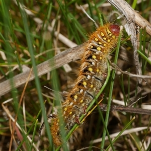 Pterolocera (genus) (Antheliid moth) at Freshwater Creek, VIC - 7 Sep 2025 by WendyEM