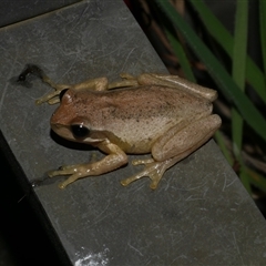 Litoria peronii at Freshwater Creek, VIC - 8 Sep 2025 by WendyEM