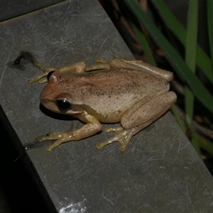 Litoria peronii at Freshwater Creek, VIC - 8 Sep 2025 by WendyEM