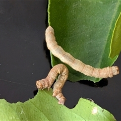 Geometridae (family) IMMATURE by chriselidie