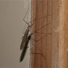 Symplecta (Trimicra) pilipes (A limoniid crane fly) at Freshwater Creek, VIC - 8 Sep 2025 by WendyEM