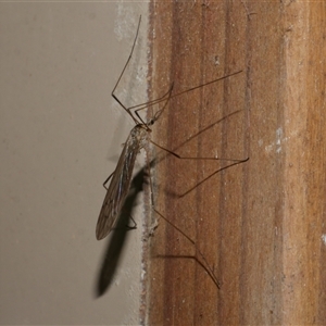 Symplecta (Trimicra) pilipes (A limoniid crane fly) at Freshwater Creek, VIC - 8 Sep 2025 by WendyEM