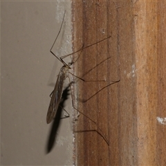 Symplecta (Trimicra) pilipes at Freshwater Creek, VIC - 8 Sep 2025 09:18 PM