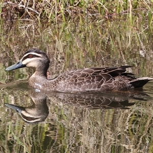 Anas superciliosa (Pacific Black Duck) at West Wodonga, VIC - 9 Sep 2025 by KylieWaldon