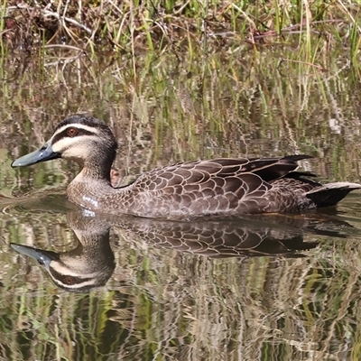 Anas superciliosa (Pacific Black Duck) at West Wodonga, VIC - 9 Sep 2025 by KylieWaldon