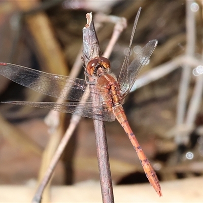Diplacodes bipunctata (Wandering Percher) at West Wodonga, VIC - 9 Sep 2025 by KylieWaldon