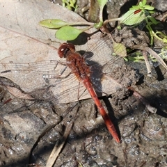 Diplacodes bipunctata at West Wodonga, VIC - 9 Sep 2025 11:41 AM