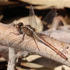 Diplacodes bipunctata at West Wodonga, VIC - 9 Sep 2025 11:41 AM